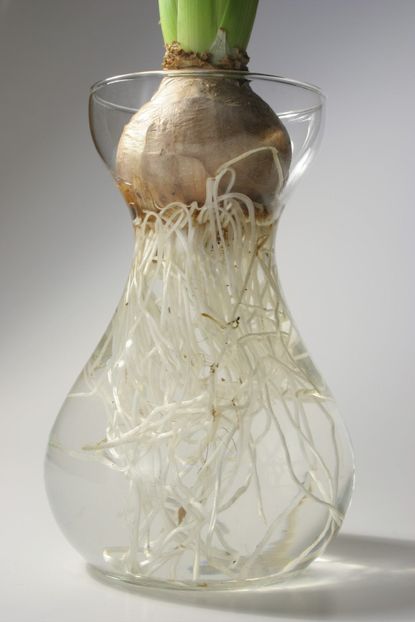 Flower Bulb Growing In Glass Container With Water