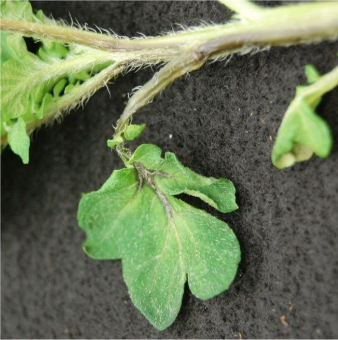 Potato Plant With Blackleg Bacteria