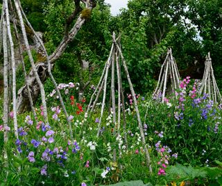 wigwams supporting summer climbing plants