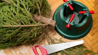 Christmas tree laid down on parquet wooden flooring to cut the stump before placing in a tree stand to show a step for how to keep a Christmas tree alive