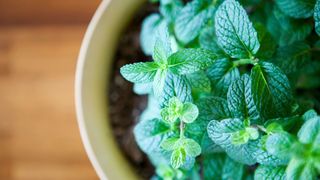 Mint grown in a pot