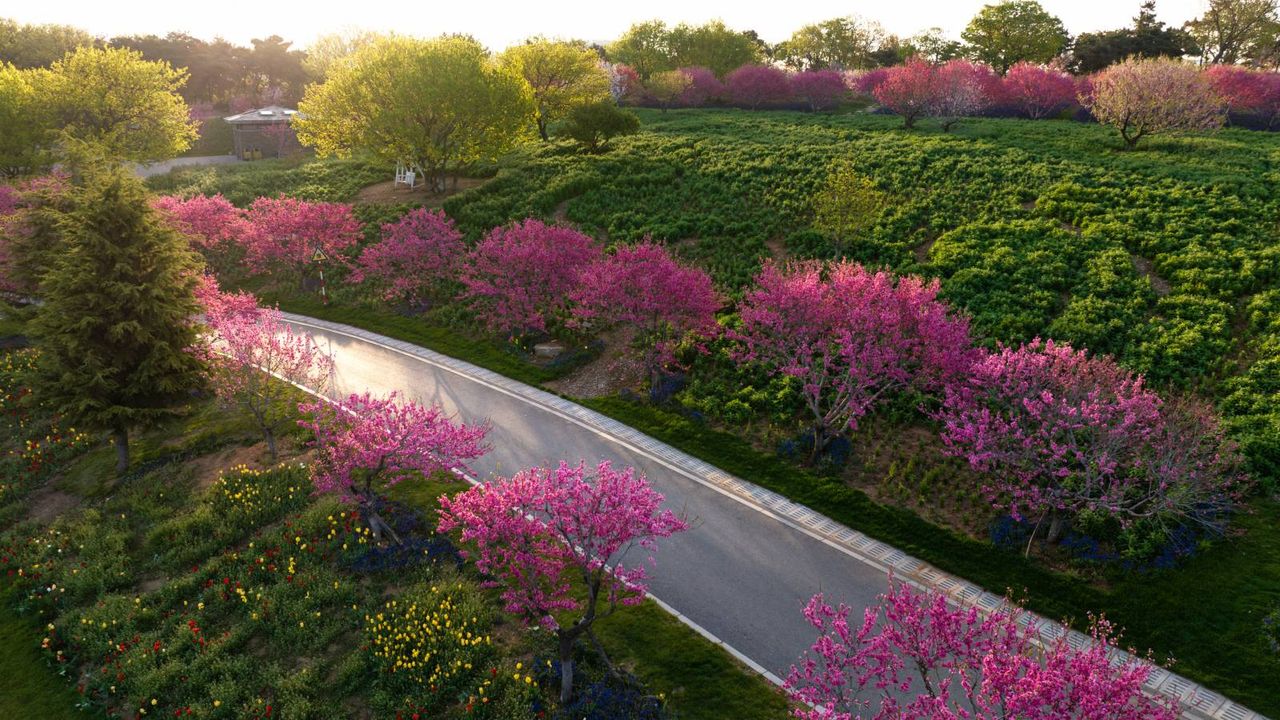 Redbud trees line road in park