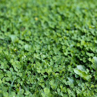 A lawn filled with lucky green clover