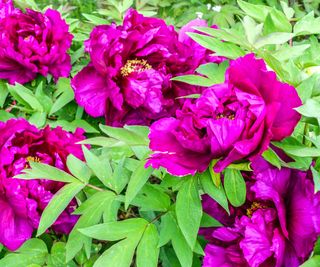tree peony blooming in May