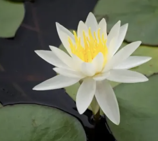 White and yellow water lily on pond