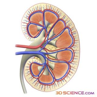 kidney-110121-02