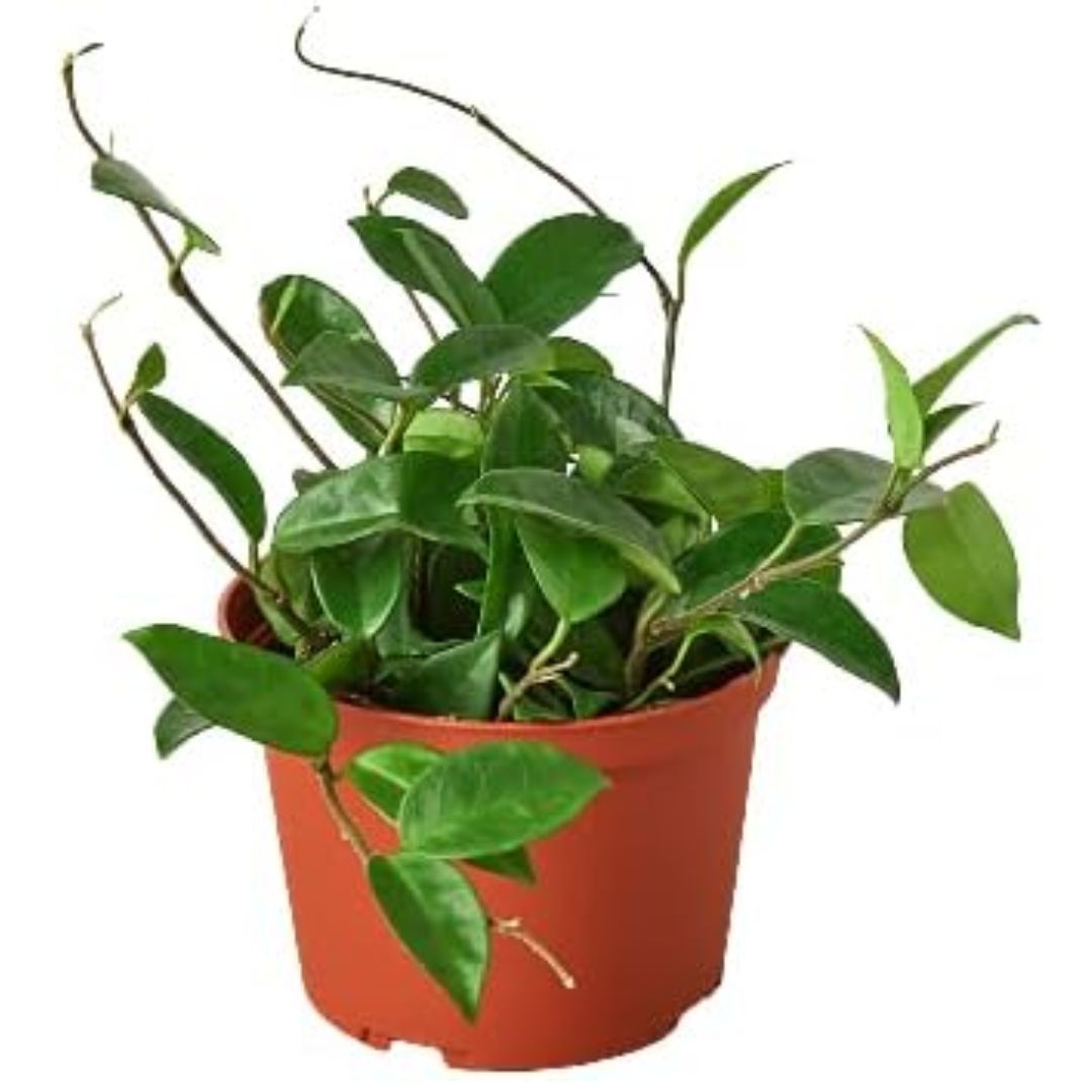 10 Indoor Climbing Plants That Will Help Elevate Your Home | Livingetc