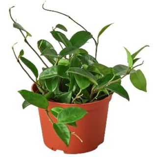 House Plant Shop | Hoya 'Carnosa'