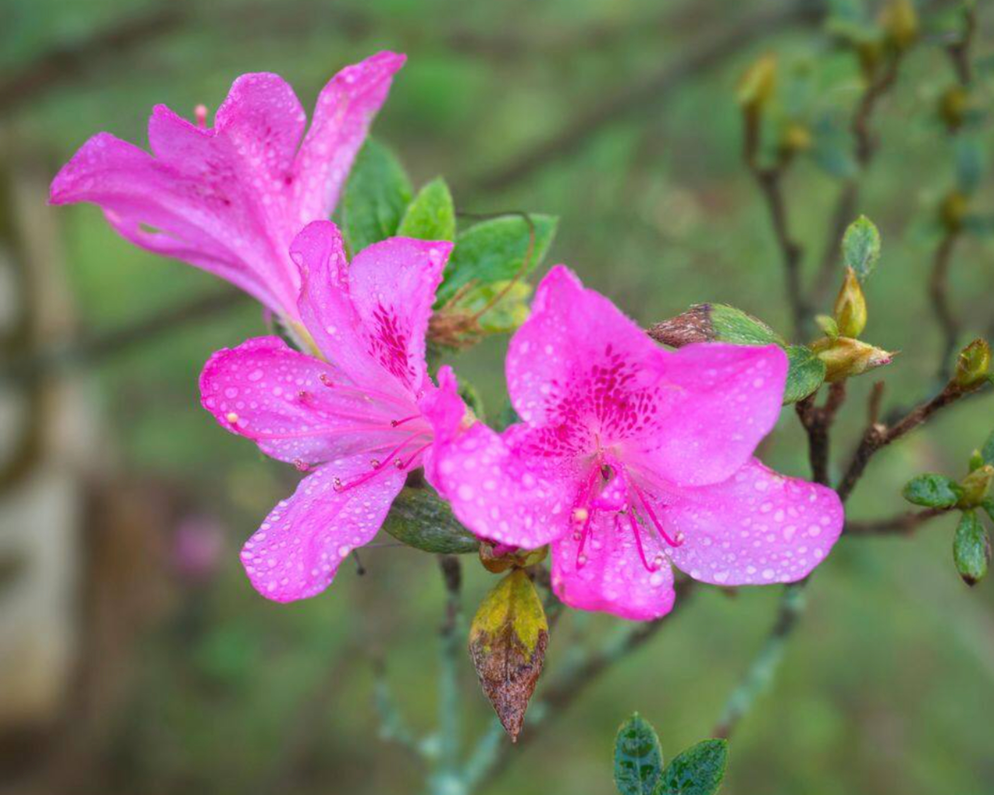 Flowers of Autumn Royalty Encore azalea
