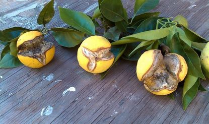 Splitting Citrus Fruits