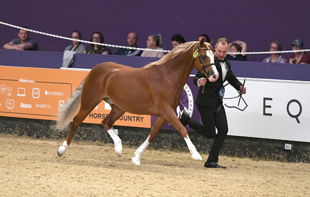 HOYS 05 10 2018