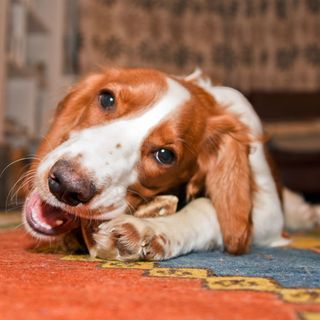 dog with white and brown hair with carpet