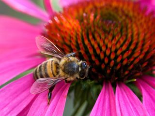 bee collecting pollen from echinacea flower