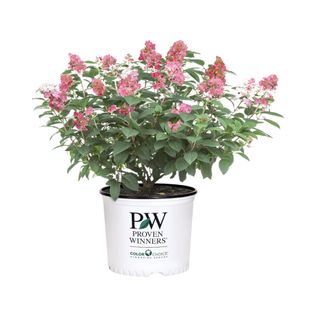 A pot of pink hydrangeas 