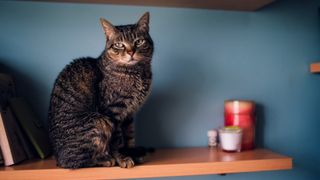 Tabby cat sitting on a shelf