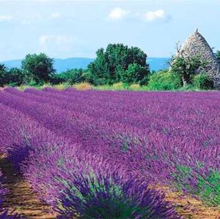 provence