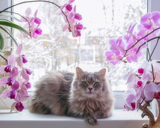 Cat relaxes on windowsill surrounded by orchids