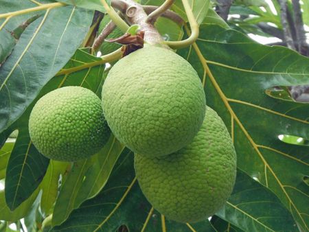 An Unhealthy Breadfruit Tree