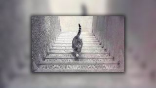 A photo of a cat walking on some stairs