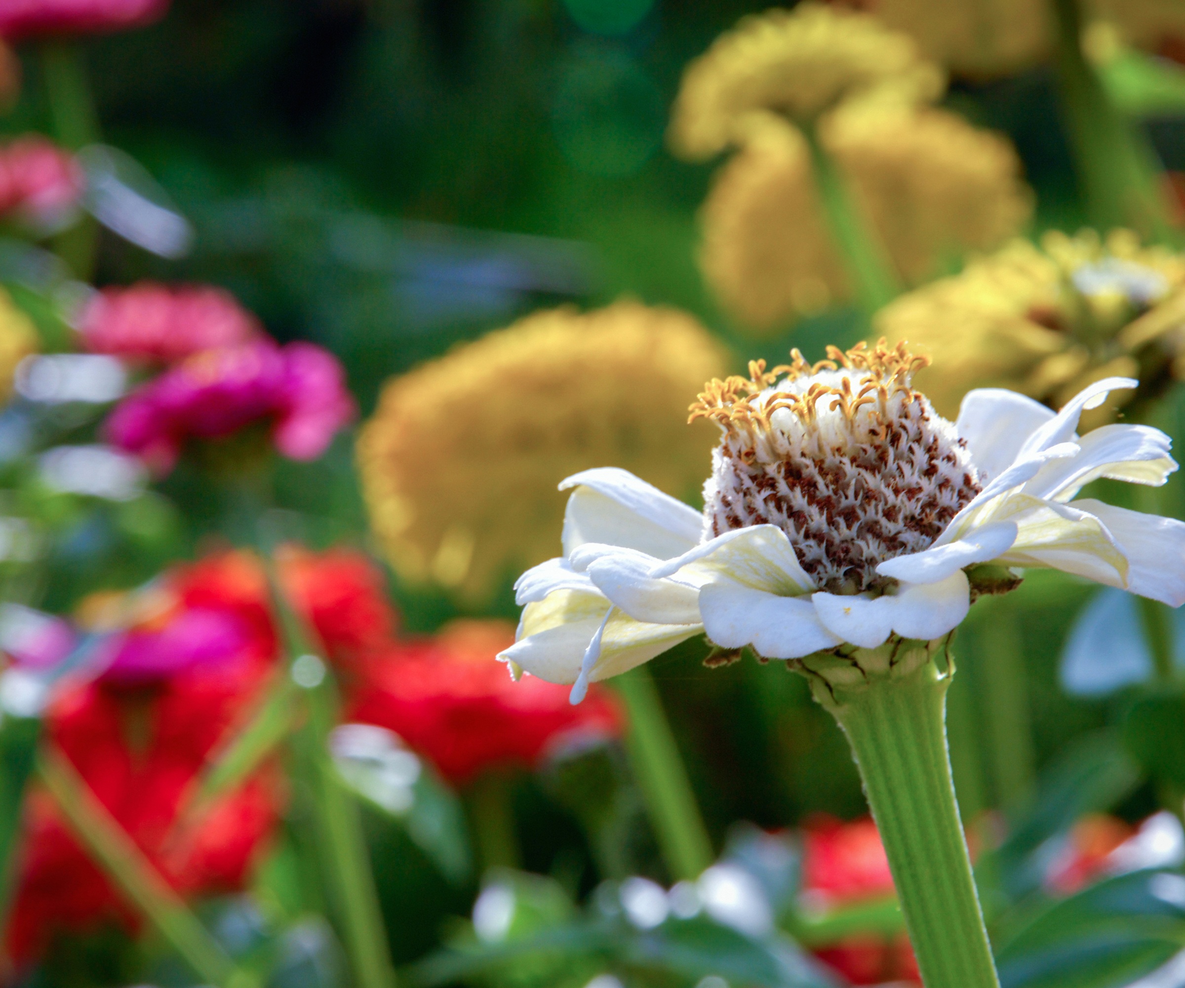 Close up of white zinnia
