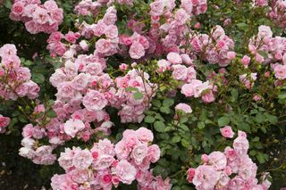 pink rose shrub