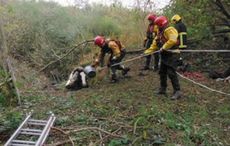 Horse stuck in ditch