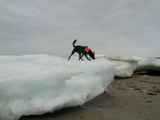 dutch shepard dog on ice flow