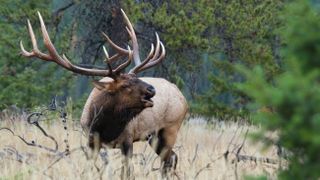 Bull elk bugling at Yellowstone National Park, USA