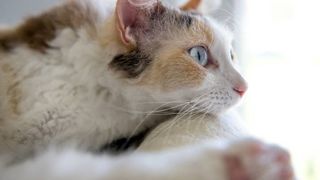 hypoallergenic cat breeds: LaPerm