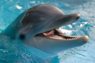 a dolphin close up with its mouth open looking happy