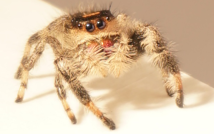 Can anyone help me ID this Jumping Spider? - Spiders - MorphMarket Reptile  Community