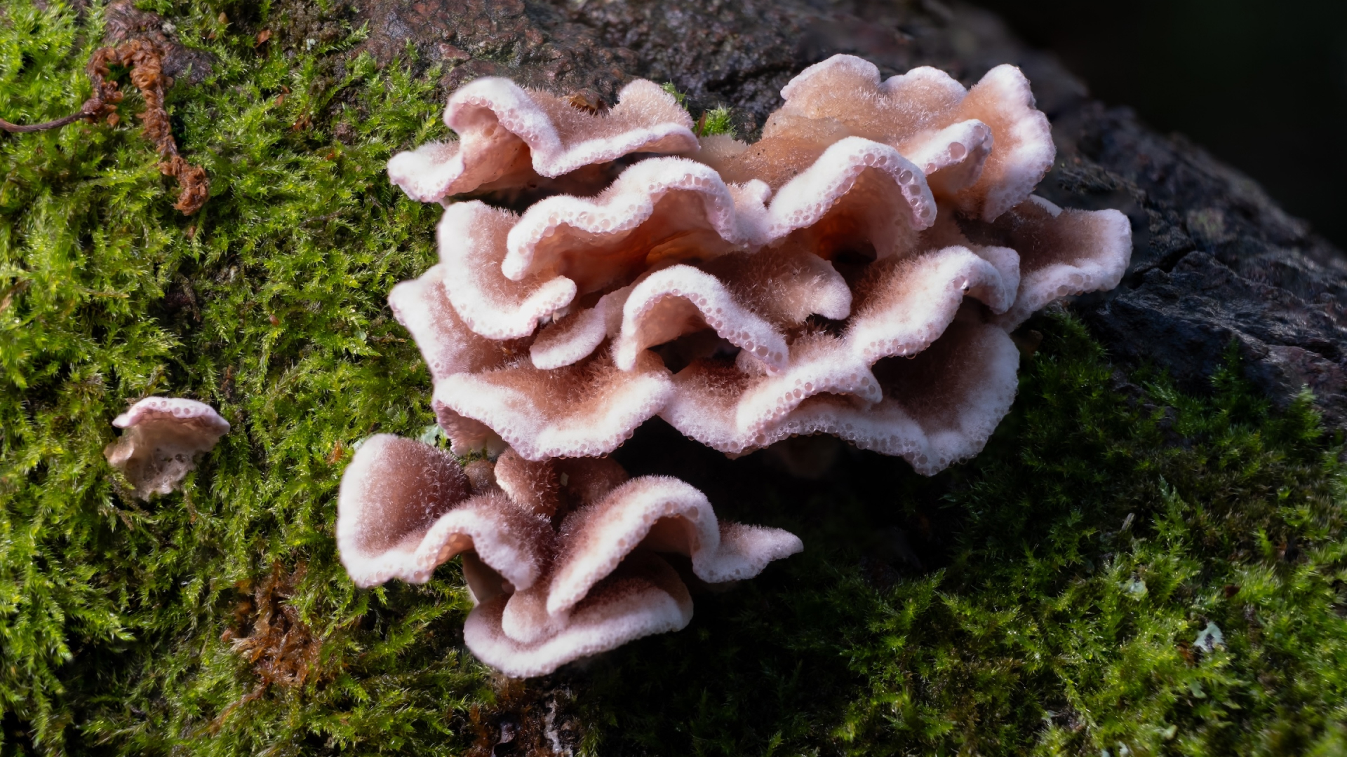 Pale pink wavy fungus growing on a tree.
