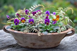 Violas and ferns in winter container