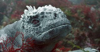 Spy iguana in the ocean, hiding in a reef