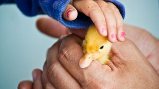 Close up of duckling being held in person's hands