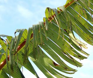 banana leaf damaged by wind