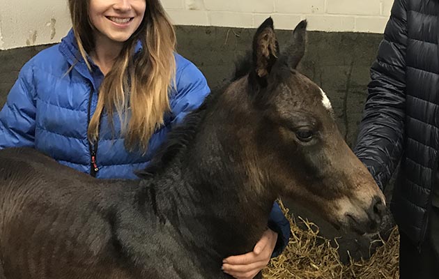 Foinavon-sj-foal