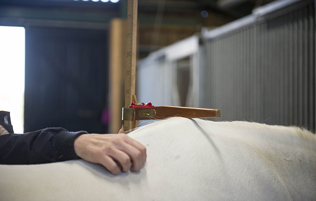 How are horses measured? Using a special stick marked in hands