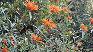 A group of Leonotis leonurus or Lions Tail