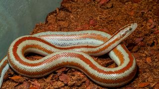 Rosy Boa