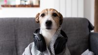 Dog with headphones around their neck