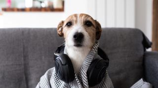 Dog with headphones around their neck