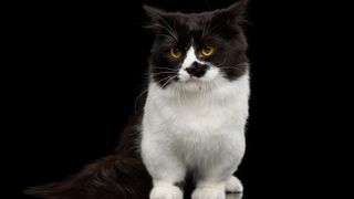 Black and white Munchkin cat