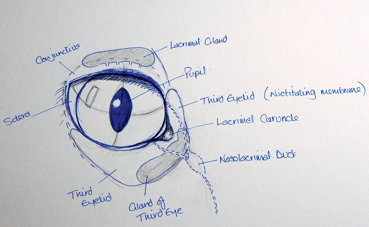 sketch of an eye with parts labelled
