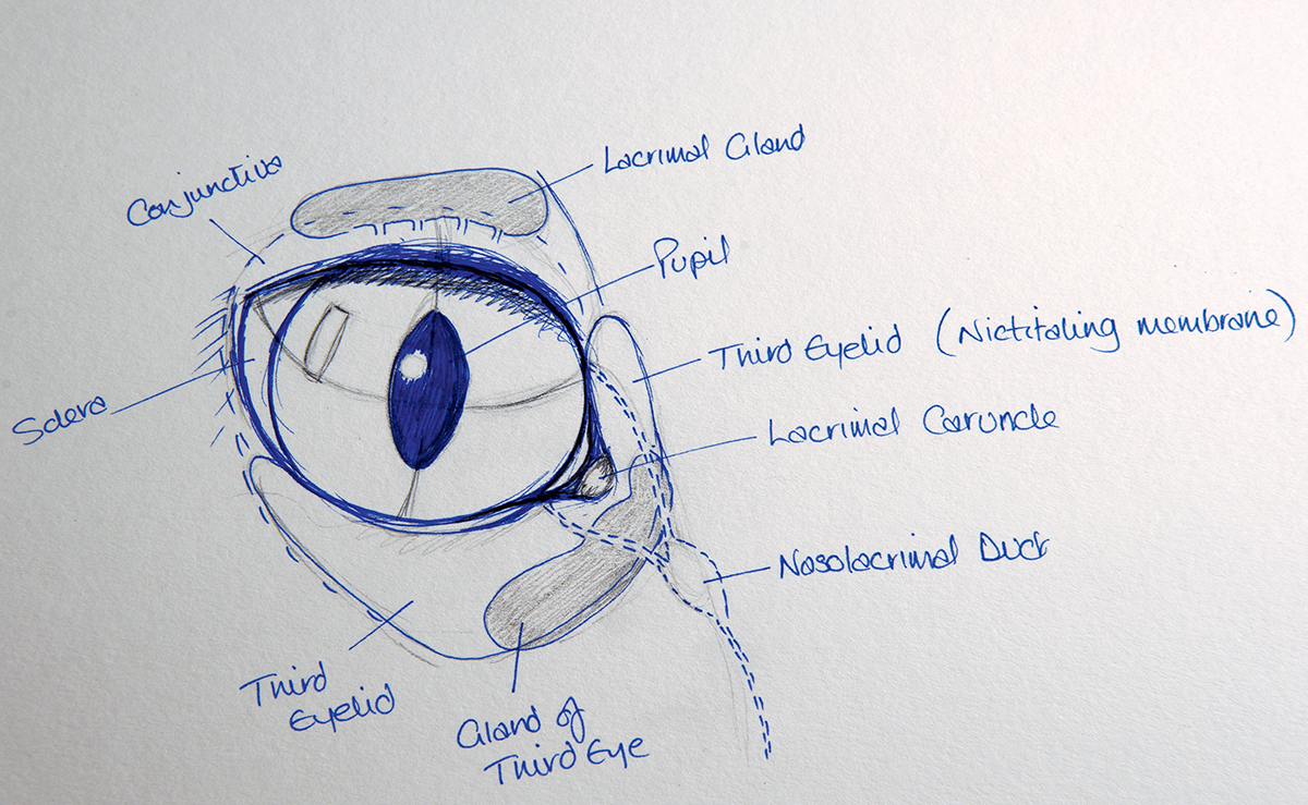 Pen & Ink Drawing Tutorials | How to draw realistic animal eyes - YouTube