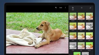 A laptop screen showing the Google Photos edit tools