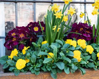 spring container ideas window box planted up with primula, pansies and narcissus