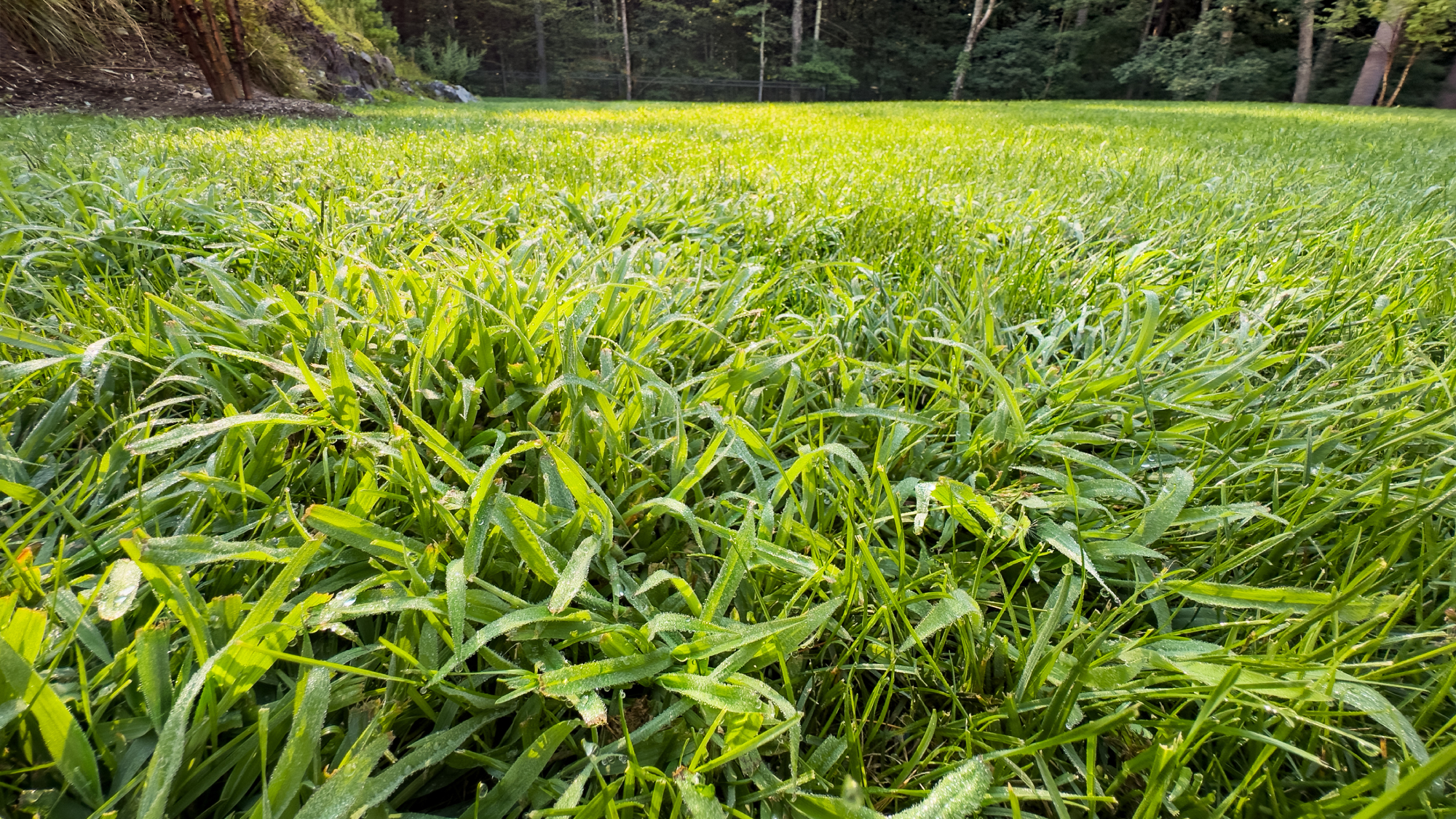 crabgrass in lawn 