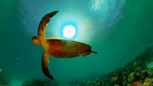 Ai created video. Sea turtle swimming above coral reef