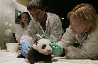 The National Zoo's Chief Veterinarian Dr. Suzan Murray, Curator of Primates and Giant Pandas Lisa Stevens and animal keeper Nicole Meese conducted a health exam on Tai Shan when he was a cub in 2005.